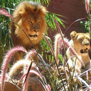 Lions - Taronga 2007