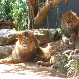 lions - taronga zoo