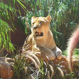 lions - taronga 2007