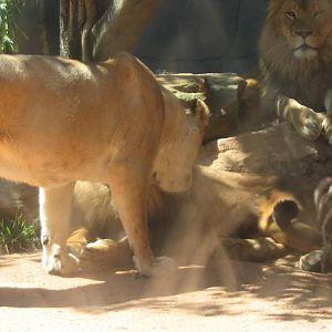 lions - taronga 2007