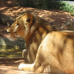 lions - taronga 2007