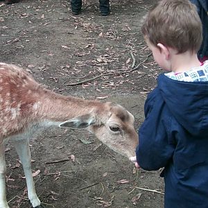 Bimbimbie Fauna Park - Mt Burnett VIC
