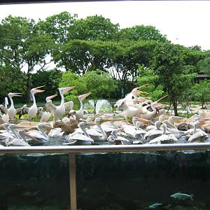 Pelican Cove, Jurong BirdPark
