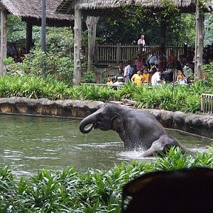 Elephants, Singapore Zoo
