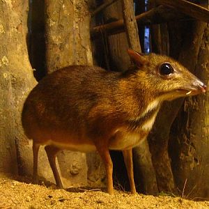 Lesser Mousedeer, Singapore Zoo