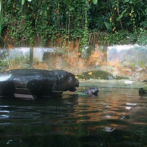Pygmy Hippo and baby, Singapore Zoo