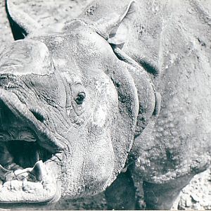 Whipsnade Zoo UK  Rhino headshot, NOTE "Tusks"