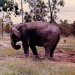 Bullens Lion Park Beenleigh Queensland 1974 Elephant