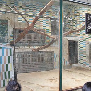Mandrill enclosure, Beijing Zoo