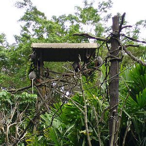 Douc Langur's island, Singapore Zoo