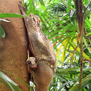 Wild Colugos, Singapore Zoo