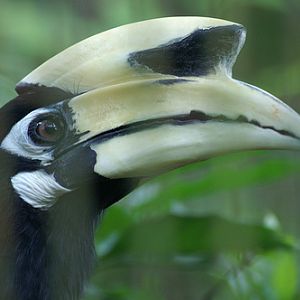 Oriental Pied Hornbill, Jurong BirdPark
