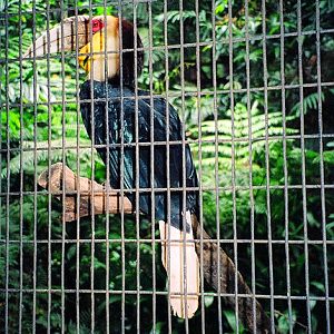 Bar-pouched Wreathed Hornbill, Jurong BIrdPark