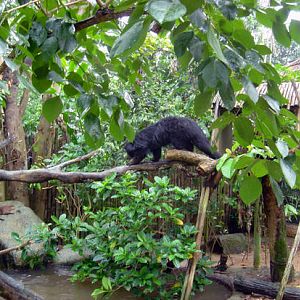 Binturong and Otter exhibit, Singapore Zoo