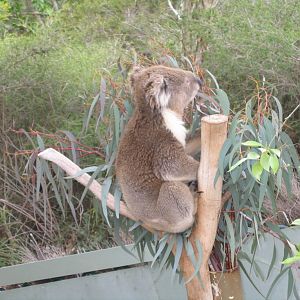 Koala - National Zoo and Aquarium