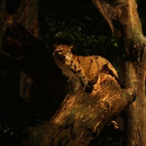 Clouded Leopard, Night Safari