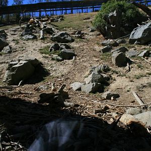 Sacred Baboon exhibit
