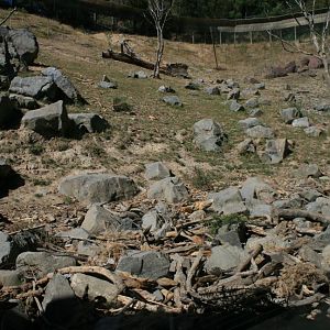 Sacred Baboon exhibit