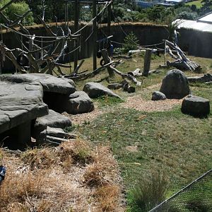 Chimp exhibit