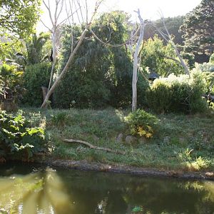 White-handed Gibbon exhibit