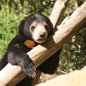 Baby sun bear