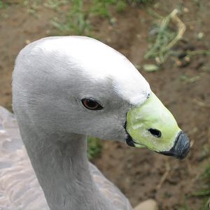 Cape Barren Goose - National Zoo and Aquarium