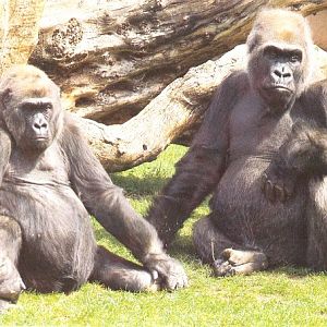 Bulluman and Betsy ~ 1983