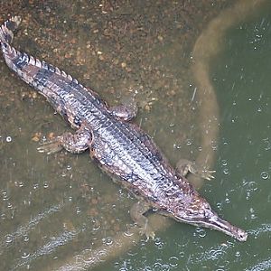 False Gharial, Singapore Zoo