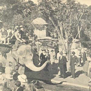 Jill, Taronga Zoo, ~1944