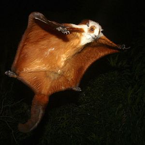 Giant Flying Squirrel, Night Safari