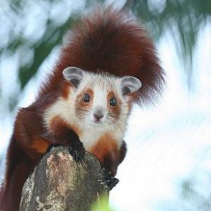 Giant Flying Squirrel, Night Safari