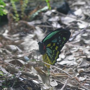 Birdwing Butterfly, Sydney Wildlife World