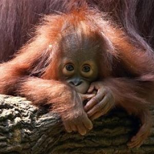 Merlin, Singapore Zoo