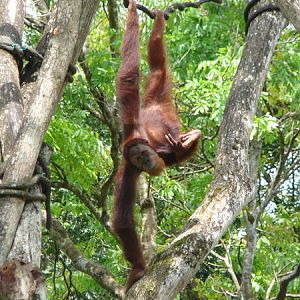 Satria, Singapore Zoo