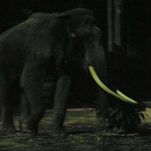Chawang, Night Safari