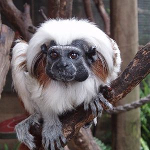 C.T. tamarin at Mogo