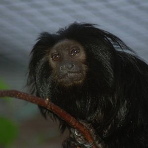Black Lion Tamarin