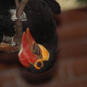 Writhed hornbill
