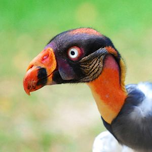 Gonzo, Jurong BirdPark