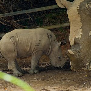Jelani, Singapore Zoo