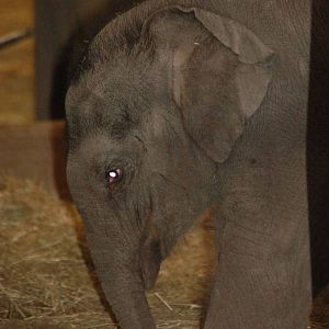 Raman - the baby Asian Elephant