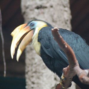 Sunda Wrinkled Hornbill