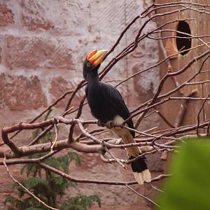 Javan Rhinoceras Hornbill