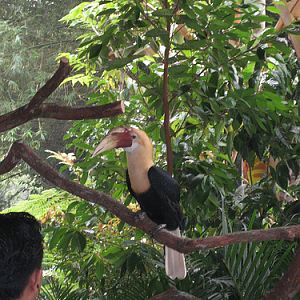 Papuan Hornbill, Singapore Zoo