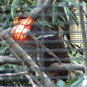 Unkown tragopan