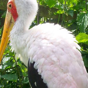Yellow billed Stork
