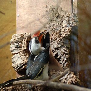 Von der Decker's hornbill