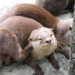 Otters at Wellington Zoo