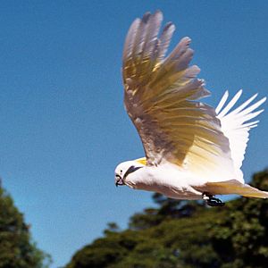 Sulphur Crested Cockatoo - Taronga Zoo