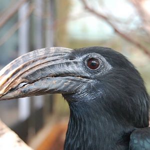 South Sulawesi Hornbill